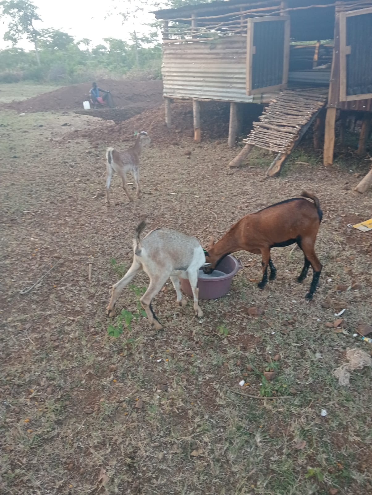 Goats drinking near the pen